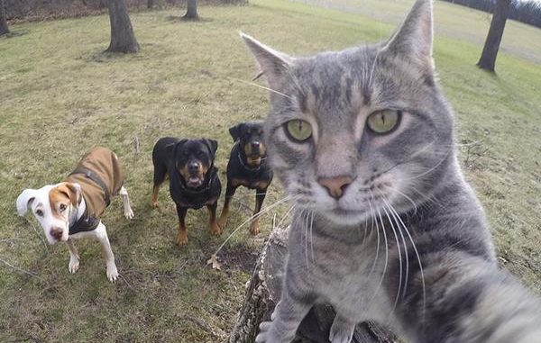 gatto_selfie_4