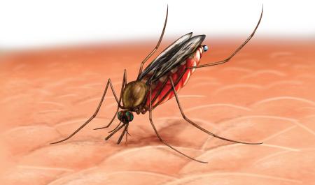 malaria